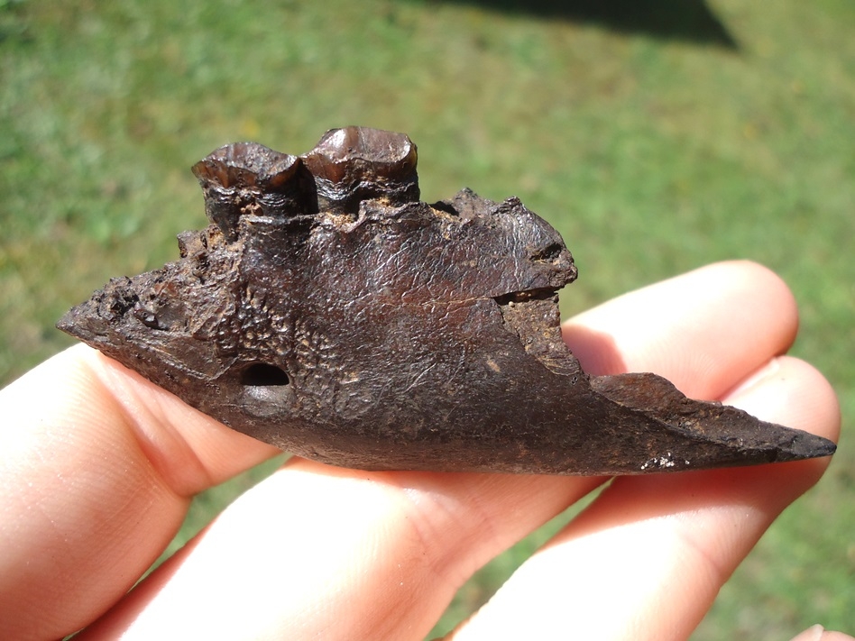 Large image 1 Beyond Rare Oreodont Mandible with Two Teeth