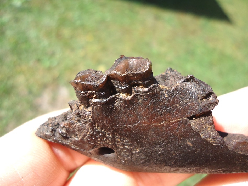 Large image 2 Beyond Rare Oreodont Mandible with Two Teeth