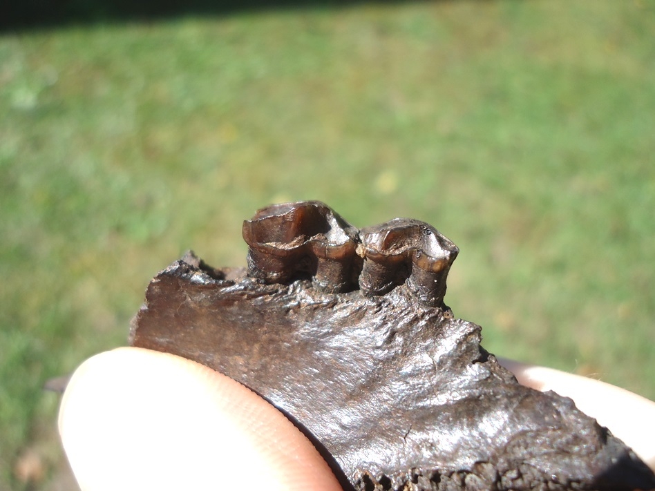 Large image 3 Beyond Rare Oreodont Mandible with Two Teeth