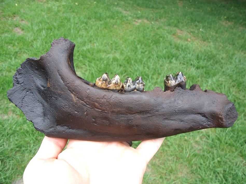 Large image 1 Awesome Tapir Mandible with Gorgeous Teeth