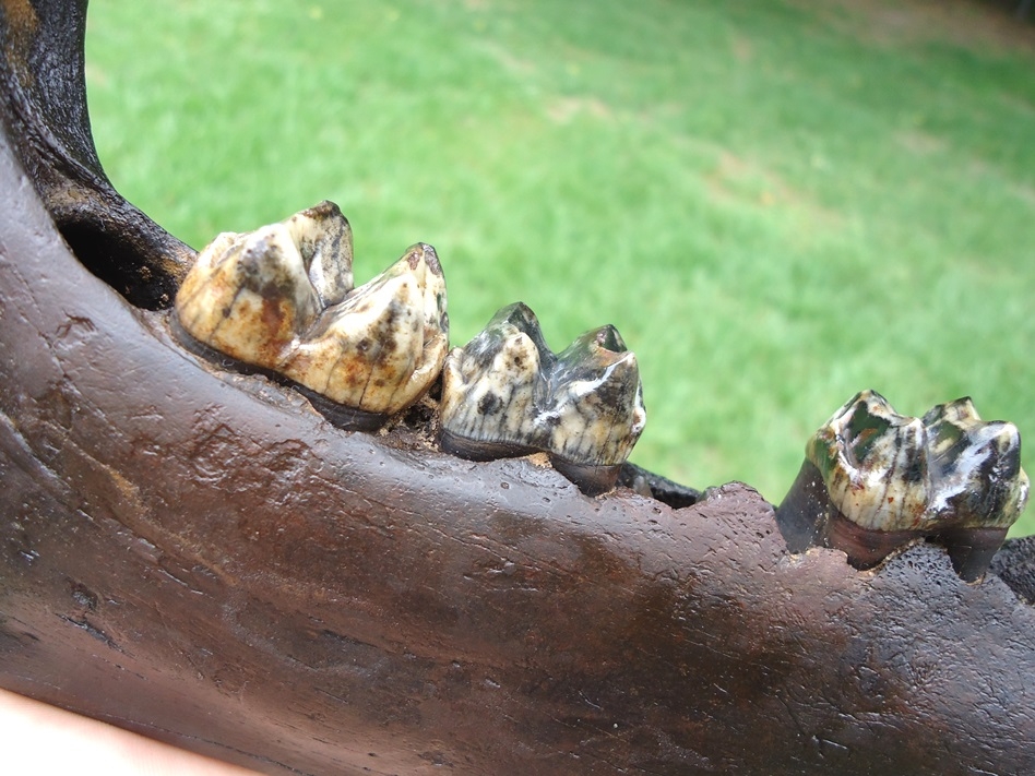 Large image 3 Awesome Tapir Mandible with Gorgeous Teeth