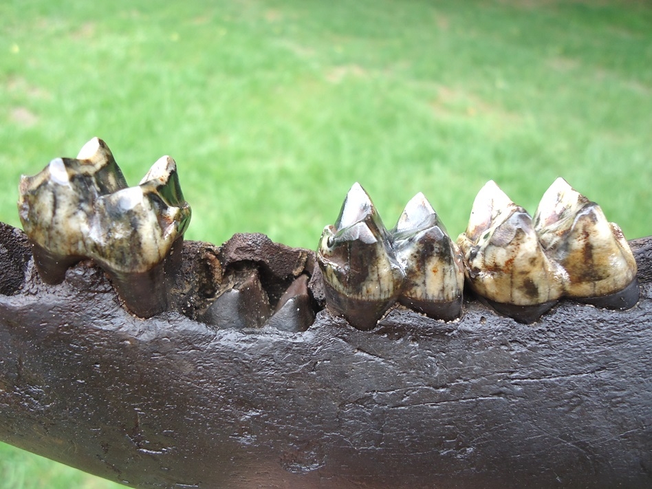 Large image 4 Awesome Tapir Mandible with Gorgeous Teeth