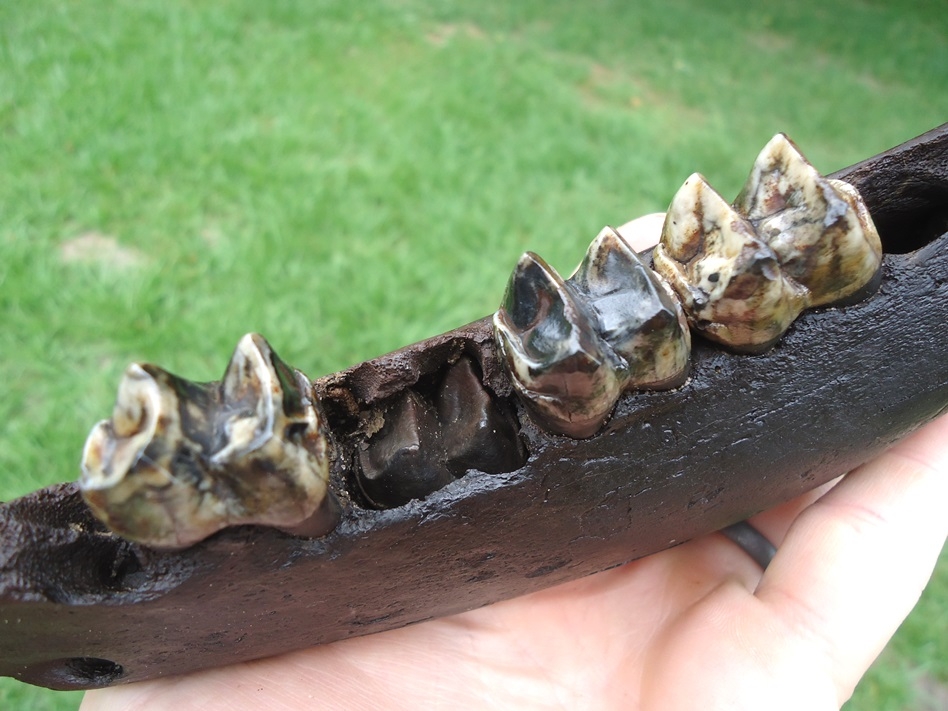 Large image 5 Awesome Tapir Mandible with Gorgeous Teeth