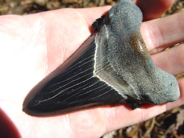 Large image 2 Top Quality Midnight Blue 3 3/8' Auriculatus Tooth