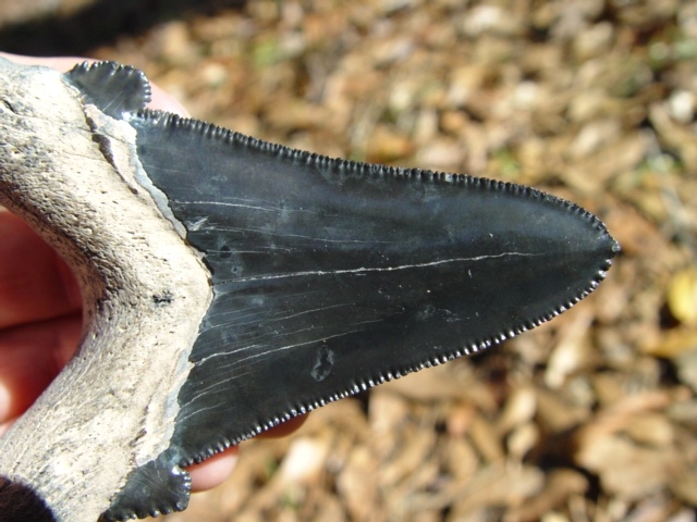 Large image 4 Top Quality Midnight Blue 3 3/8' Auriculatus Tooth