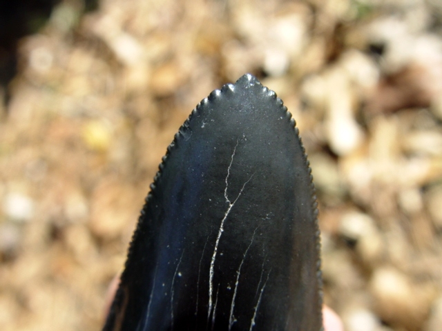 Large image 5 Top Quality Midnight Blue 3 3/8' Auriculatus Tooth