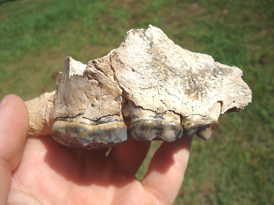 Large image 1 Gorgeous Spectacled Bear Maxilla with Three Teeth