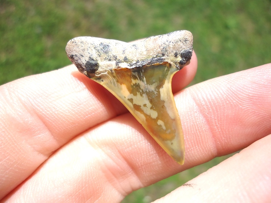 Large image 1 Bargain Bakersfield Mako Shark Tooth