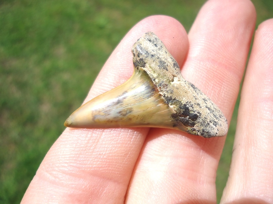 Large image 2 Bargain Bakersfield Mako Shark Tooth