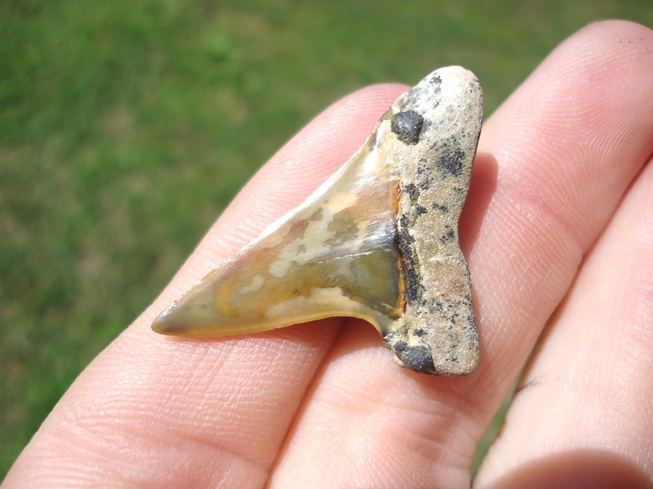 Large image 3 Bargain Bakersfield Mako Shark Tooth