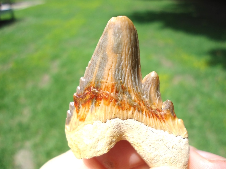 Large image 4 Incredible, Colorful Archaeocete Whale Premolar