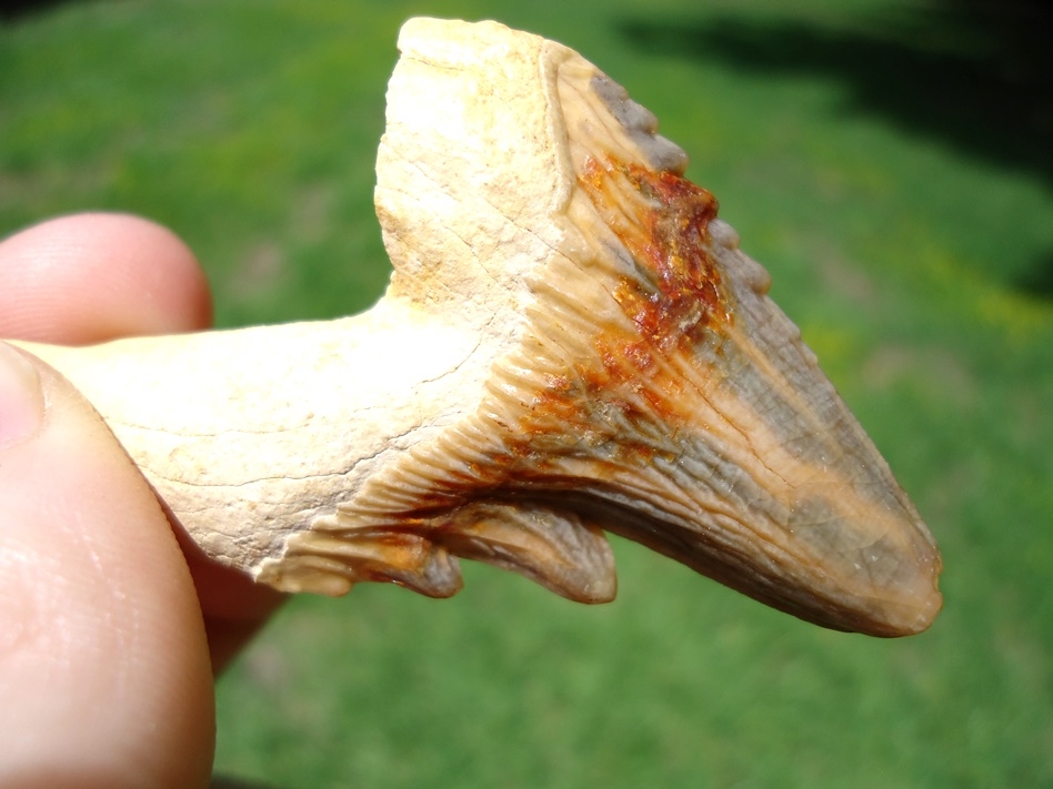 Large image 5 Incredible, Colorful Archaeocete Whale Premolar