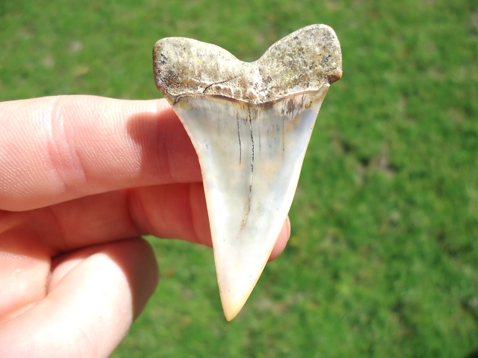 Large image 1 Quality Bakersfield Hastalis Shark Tooth
