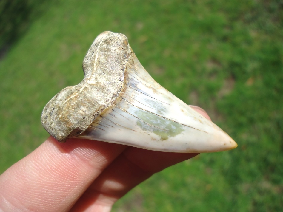 Large image 2 Quality Bakersfield Hastalis Shark Tooth