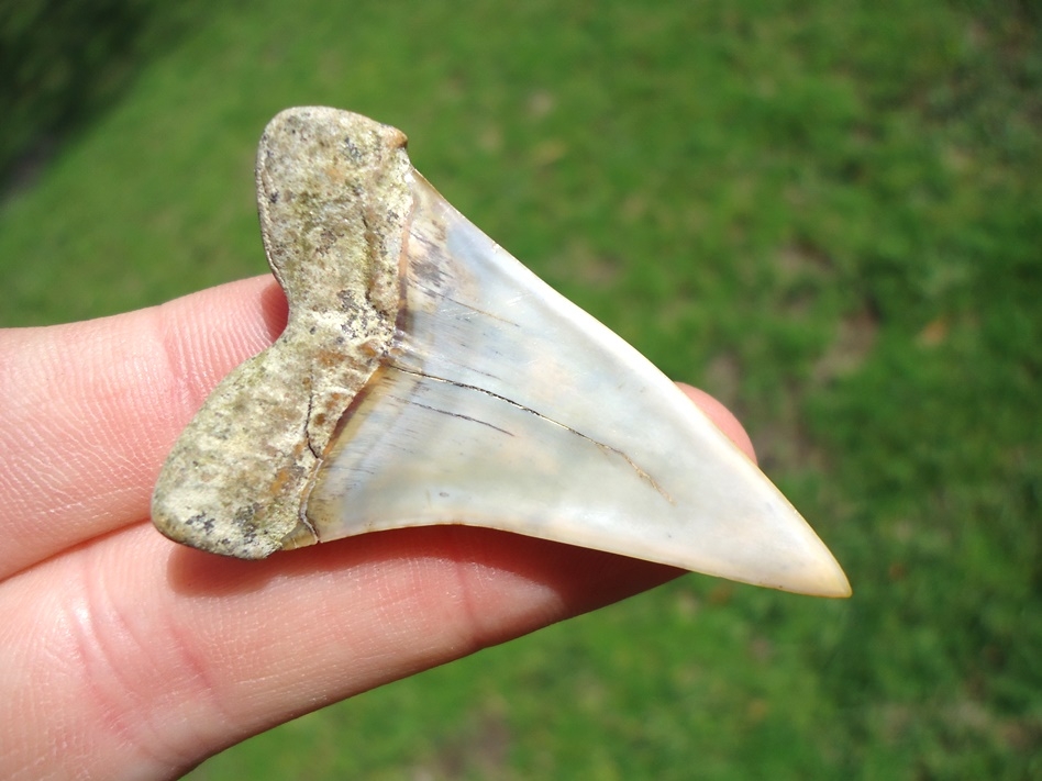 Large image 3 Quality Bakersfield Hastalis Shark Tooth