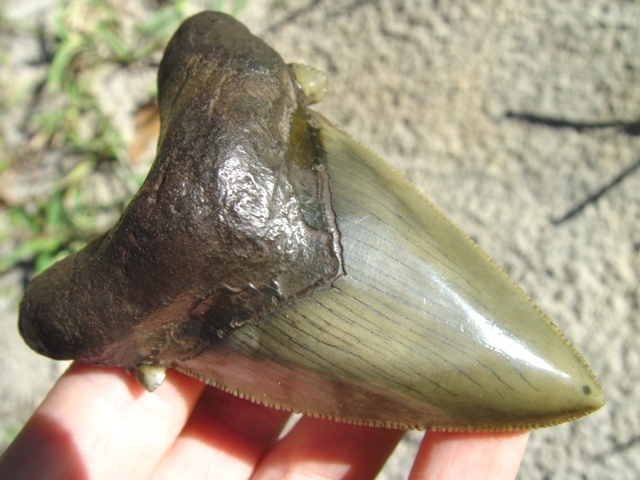 Large image 5 World Class Collection of Suwannee River Auriculatus Teeth