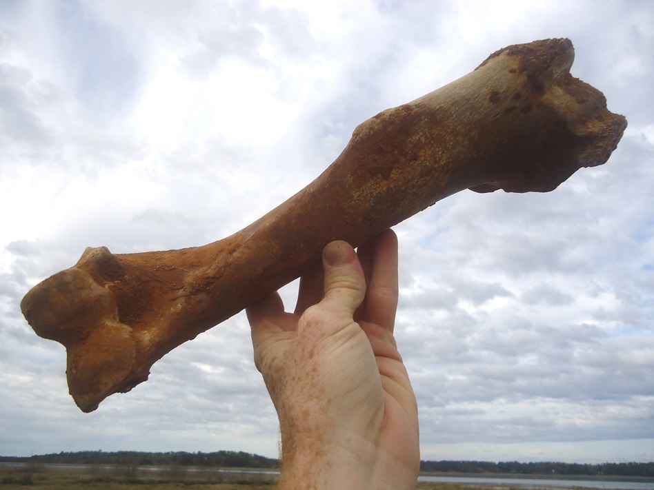 Large image 1 Incredible Horse Humerus with Beautiful Orange Patina