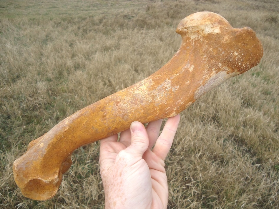 Large image 2 Incredible Horse Humerus with Beautiful Orange Patina