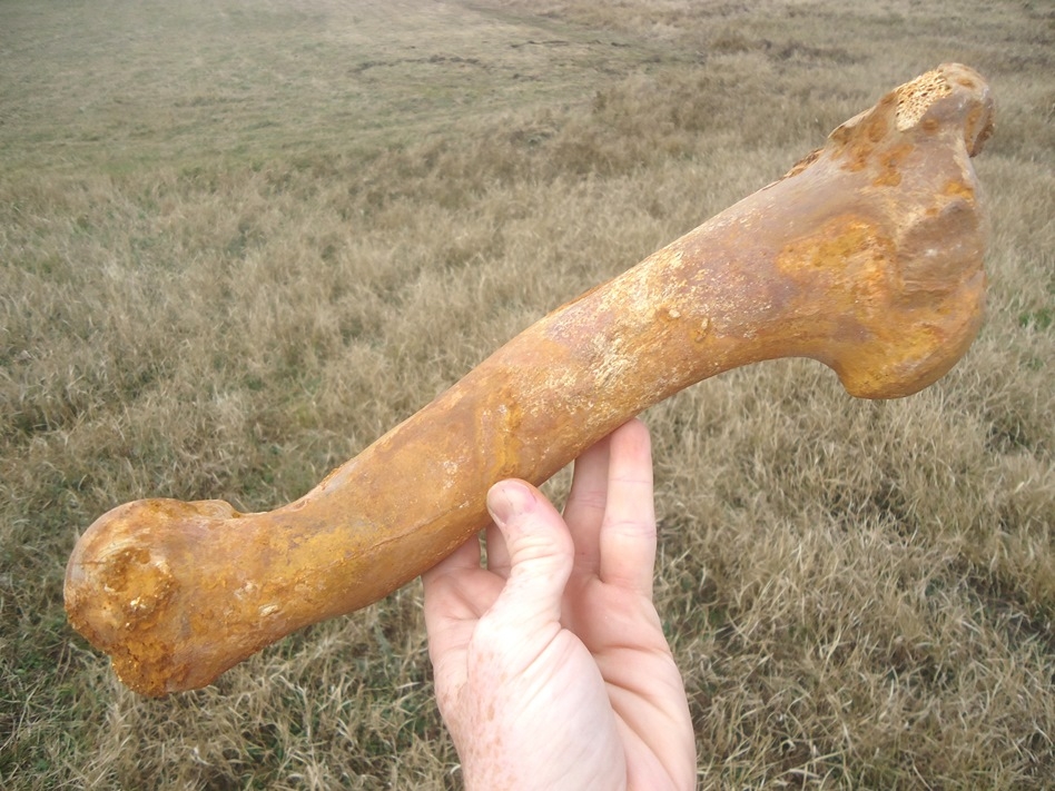 Large image 3 Incredible Horse Humerus with Beautiful Orange Patina