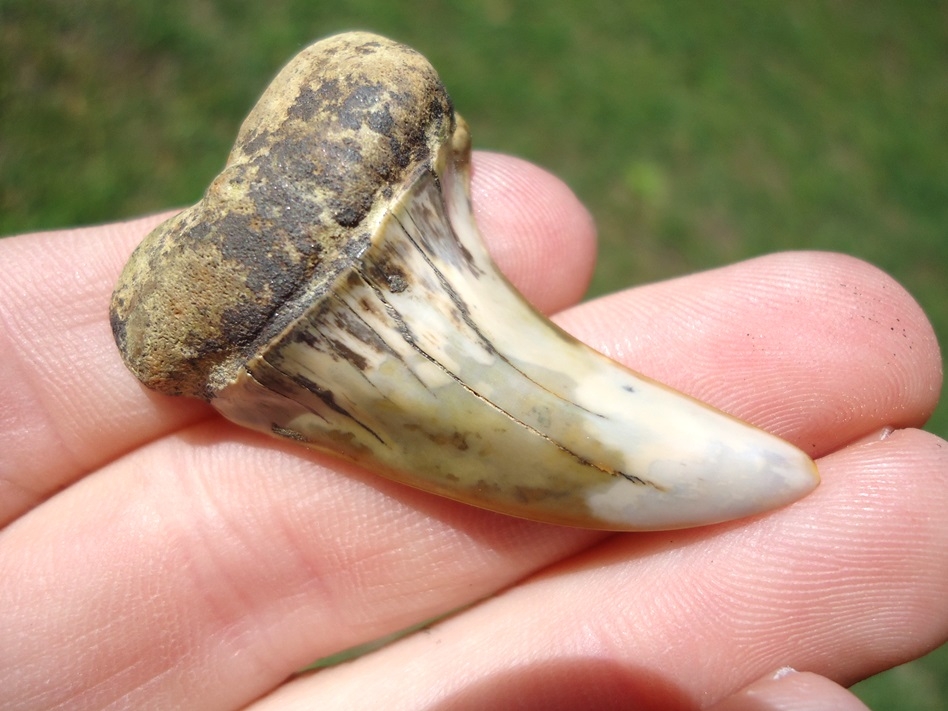 Large image 2 Large Hooked Planus Mako Shark Tooth from Bakersfield