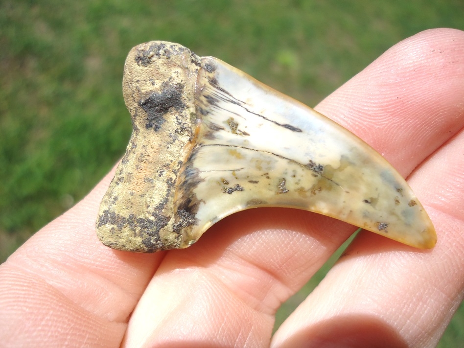 Large image 3 Large Hooked Planus Mako Shark Tooth from Bakersfield