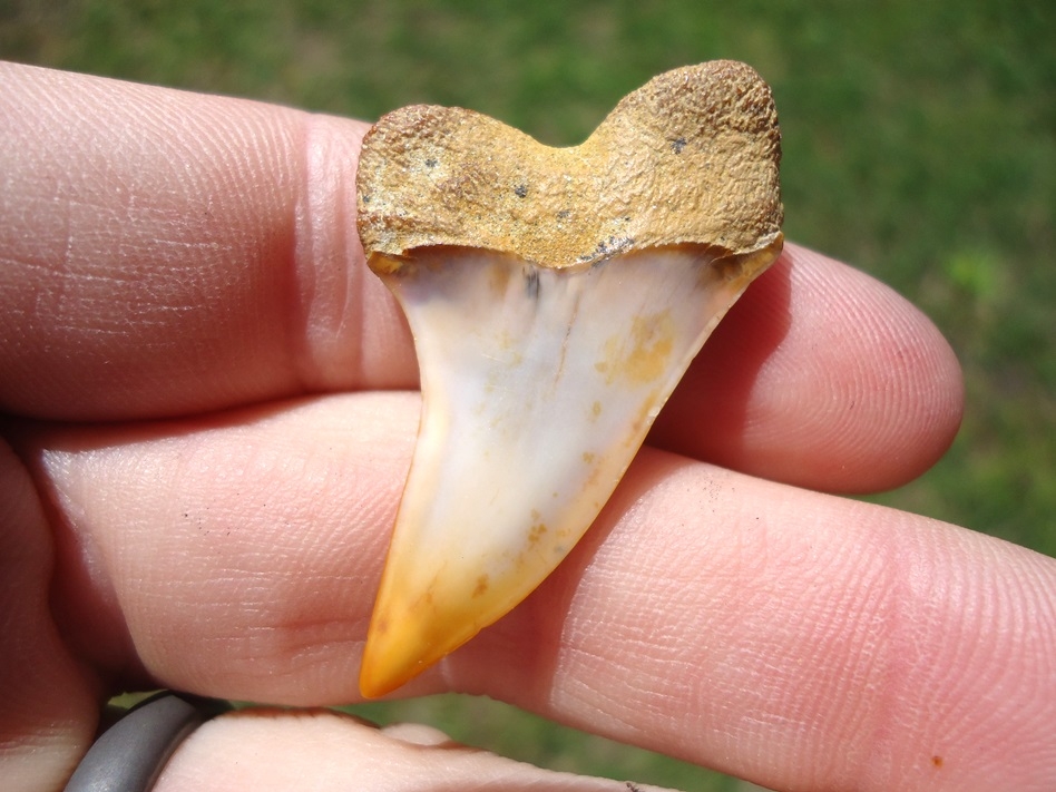 Large image 1 Orange Tipped Planus Mako Shark Tooth from Bakersfield