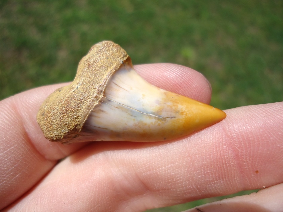 Large image 2 Orange Tipped Planus Mako Shark Tooth from Bakersfield