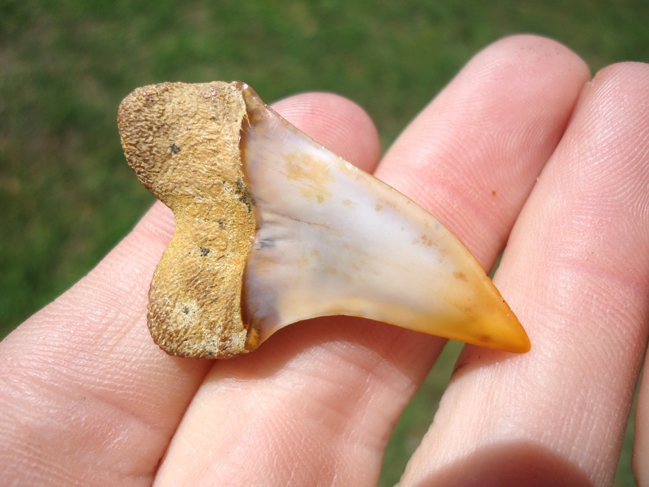 Large image 3 Orange Tipped Planus Mako Shark Tooth from Bakersfield