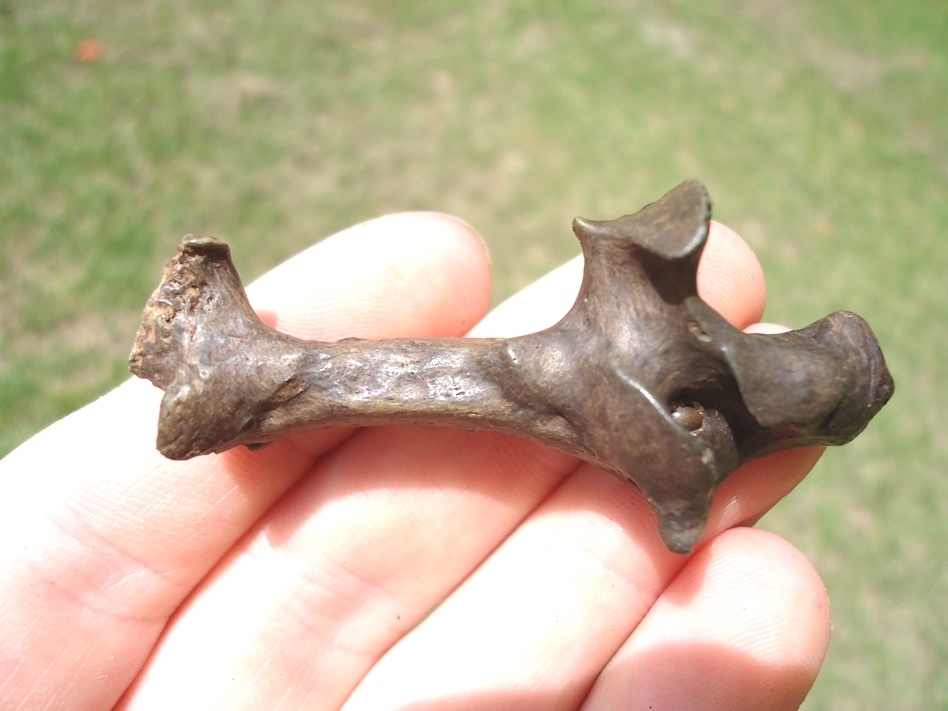 Large image 1 Cervical Vertebra from Rare Early Pleistocene Lesser Giant Armadillo