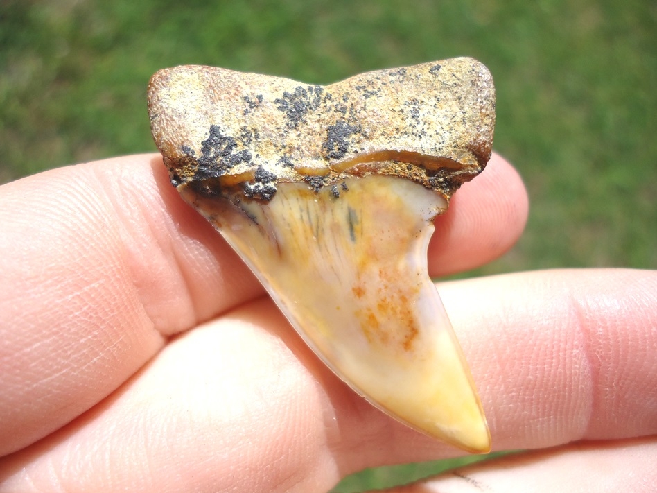 Large image 1 Beautifully Colorful Planus Mako Shark Tooth from Bakersfield