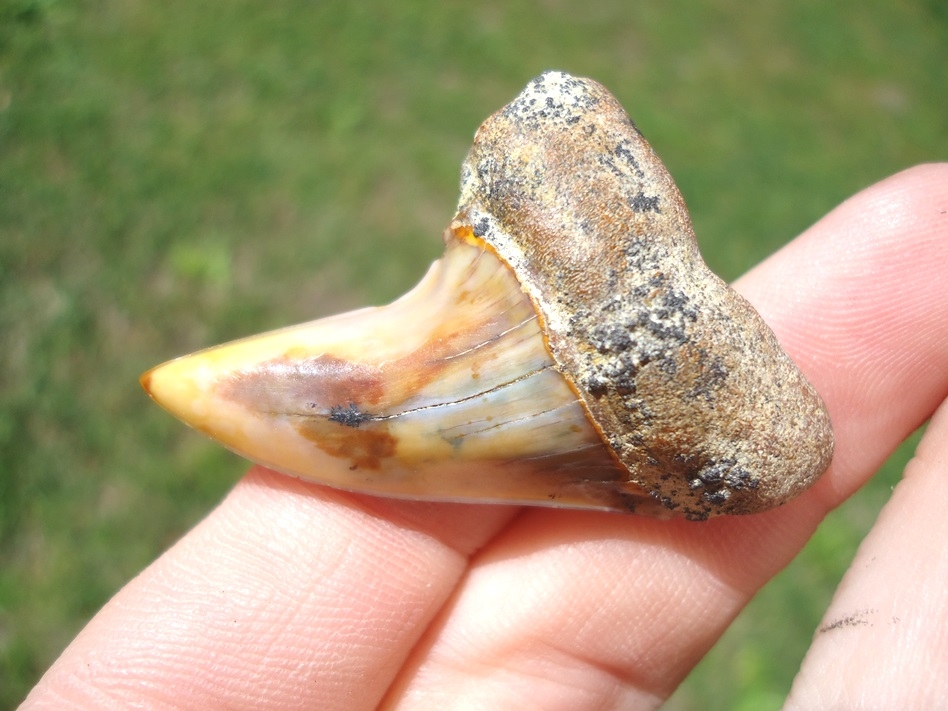 Large image 2 Beautifully Colorful Planus Mako Shark Tooth from Bakersfield