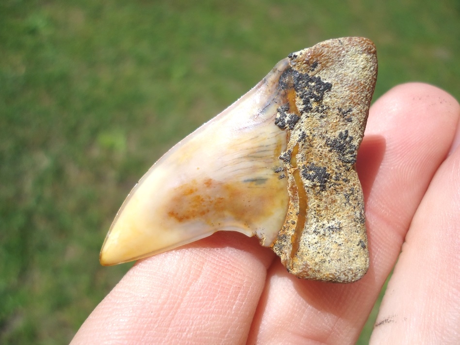 Large image 3 Beautifully Colorful Planus Mako Shark Tooth from Bakersfield