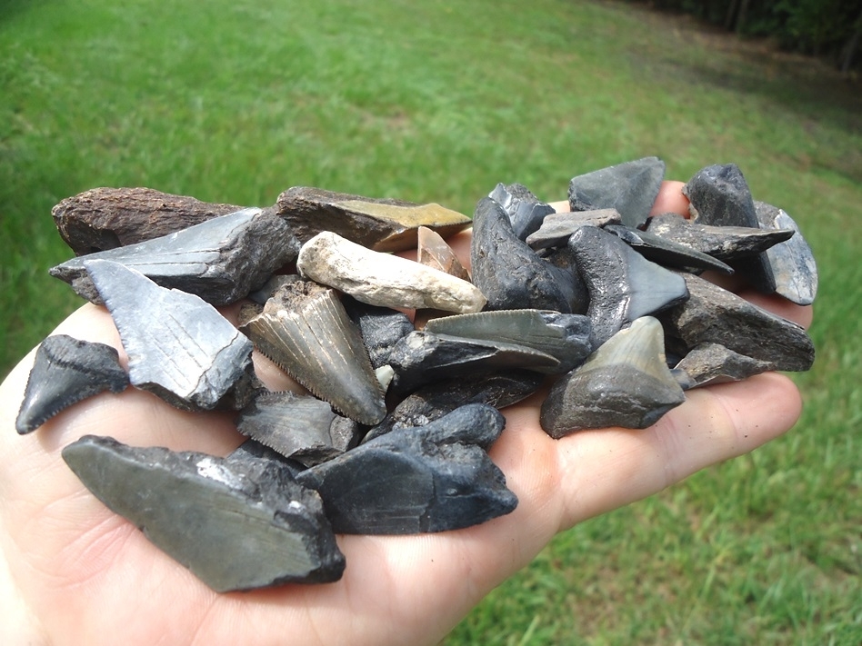 Large image 1 Half Pound Handful of Shark Teeth 3