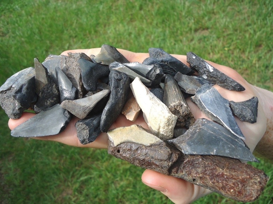 Large image 2 Half Pound Handful of Shark Teeth 3