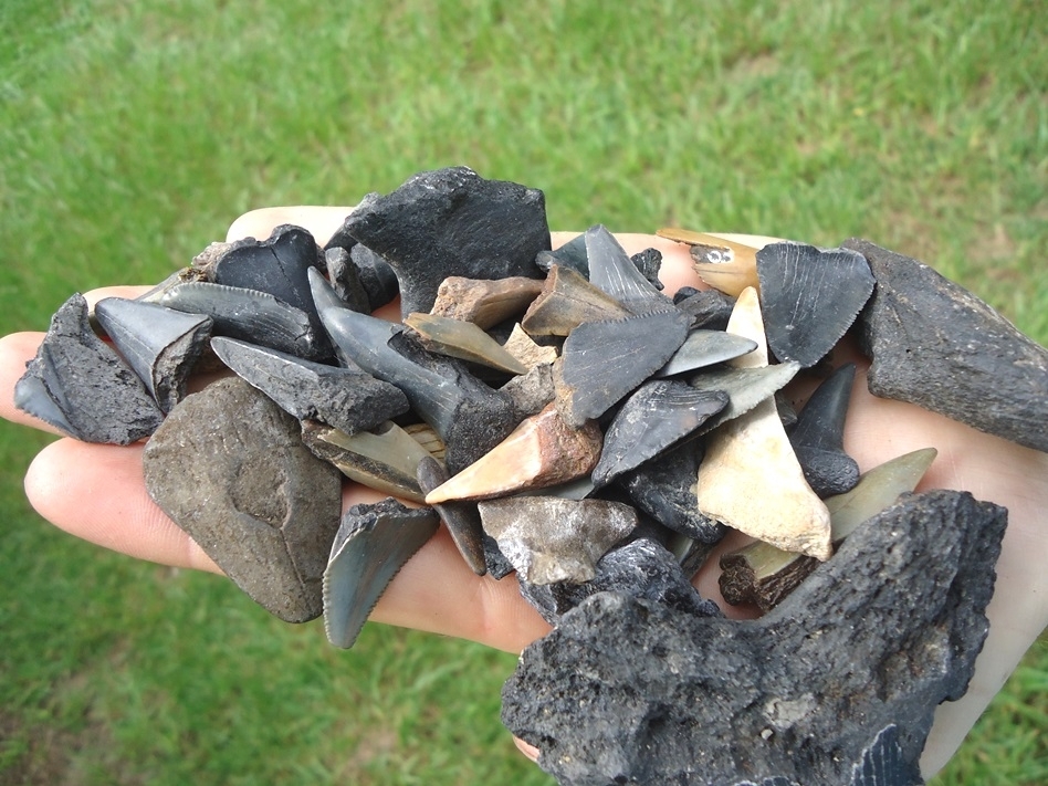 Large image 2 Half Pound Handful of Shark Teeth 4