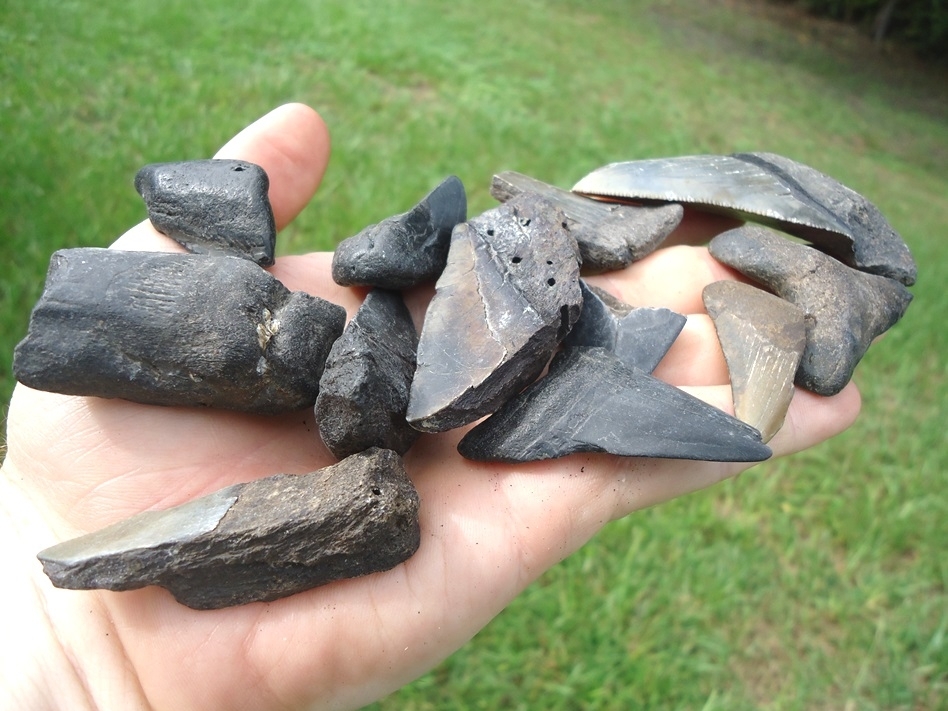 Large image 1 Half Pound Handful of Shark Teeth 5