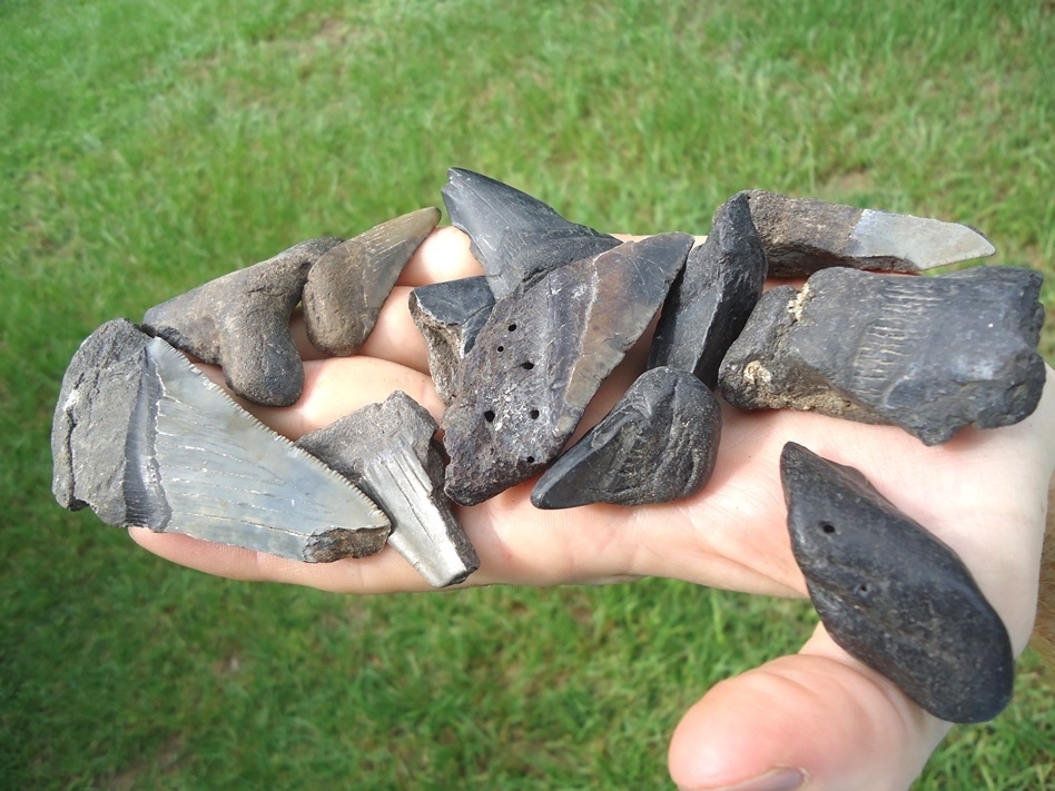 Large image 2 Half Pound Handful of Shark Teeth 5