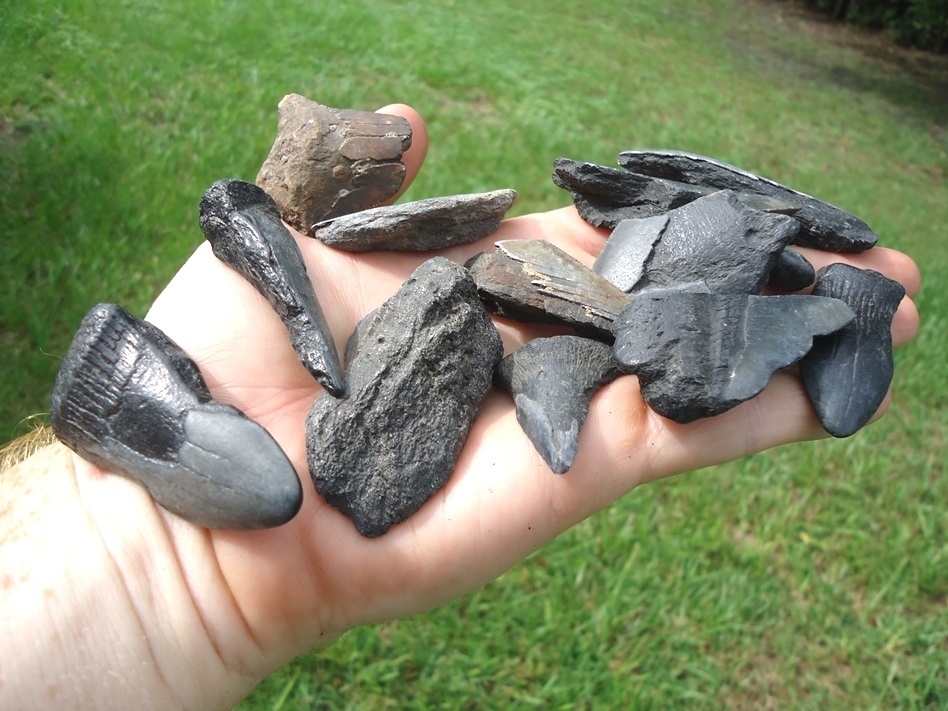 Large image 1 Half Pound Handful of Shark Teeth 7