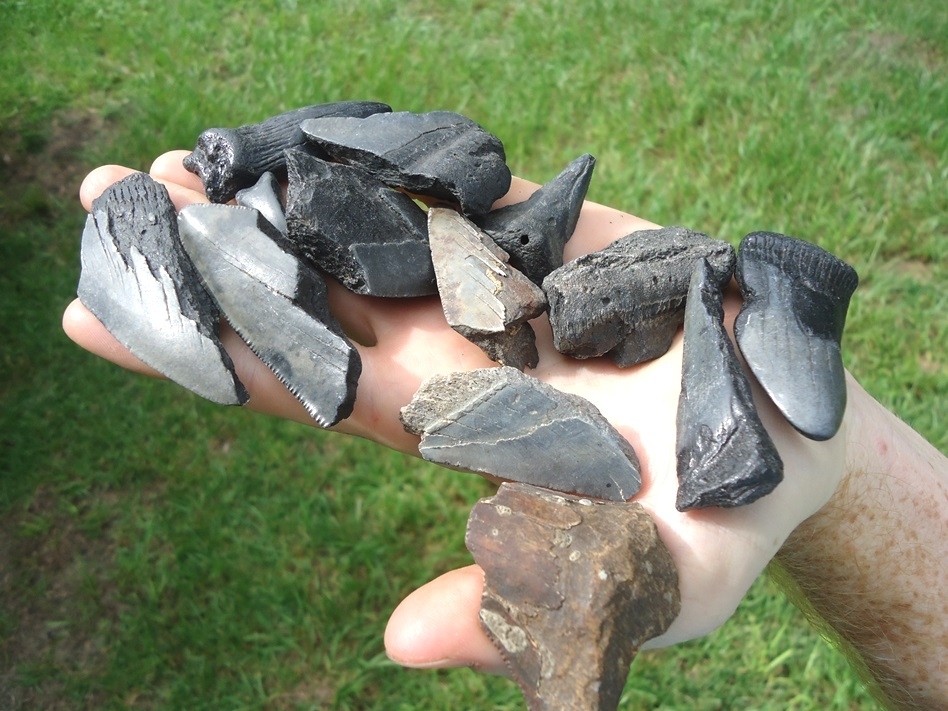 Large image 2 Half Pound Handful of Shark Teeth 7