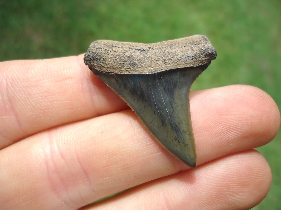 shark tooth