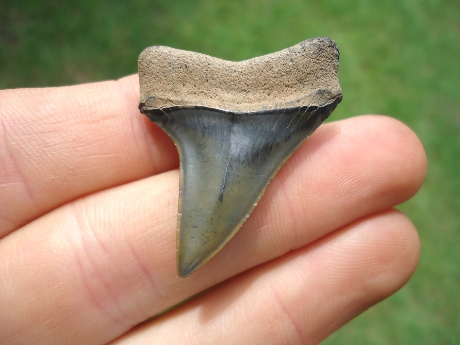 Large image 1 Top Quality Eocene Praecursor Shark Tooth