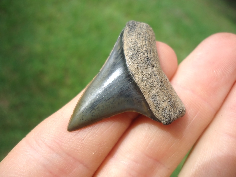Large image 2 Top Quality Eocene Praecursor Shark Tooth