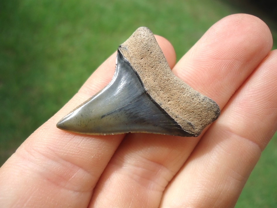 Large image 3 Top Quality Eocene Praecursor Shark Tooth