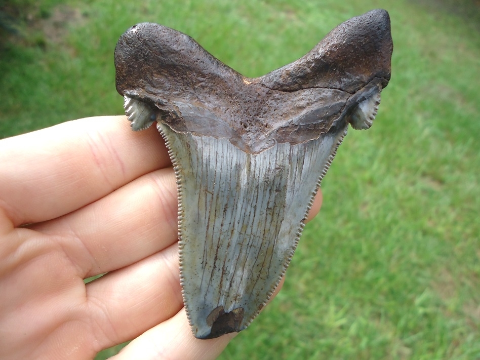 Huge 3.5" Baby Blue Auriculatus Shark Tooth | Recently Sold | FOSSILS