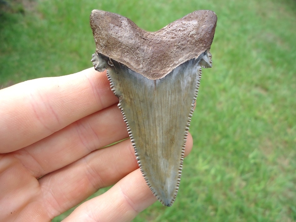 Large image 1 Awesome Green Auriculatus Shark Tooth