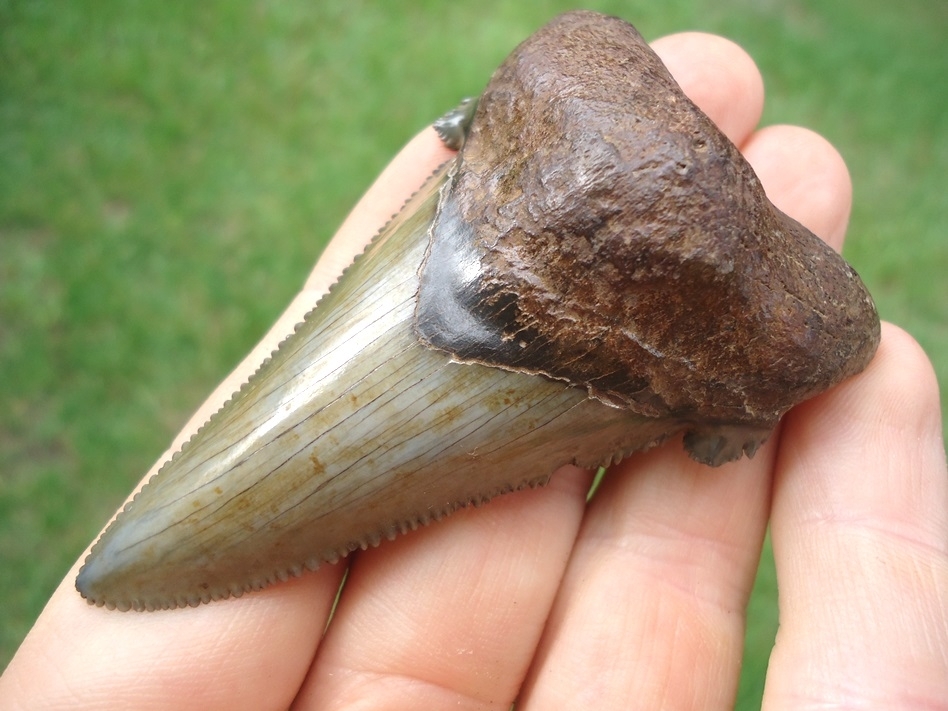 Large image 4 Awesome Green Auriculatus Shark Tooth