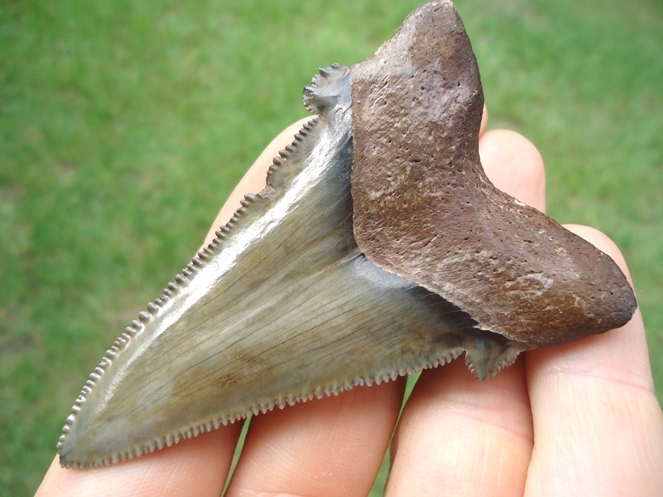 Large image 5 Awesome Green Auriculatus Shark Tooth