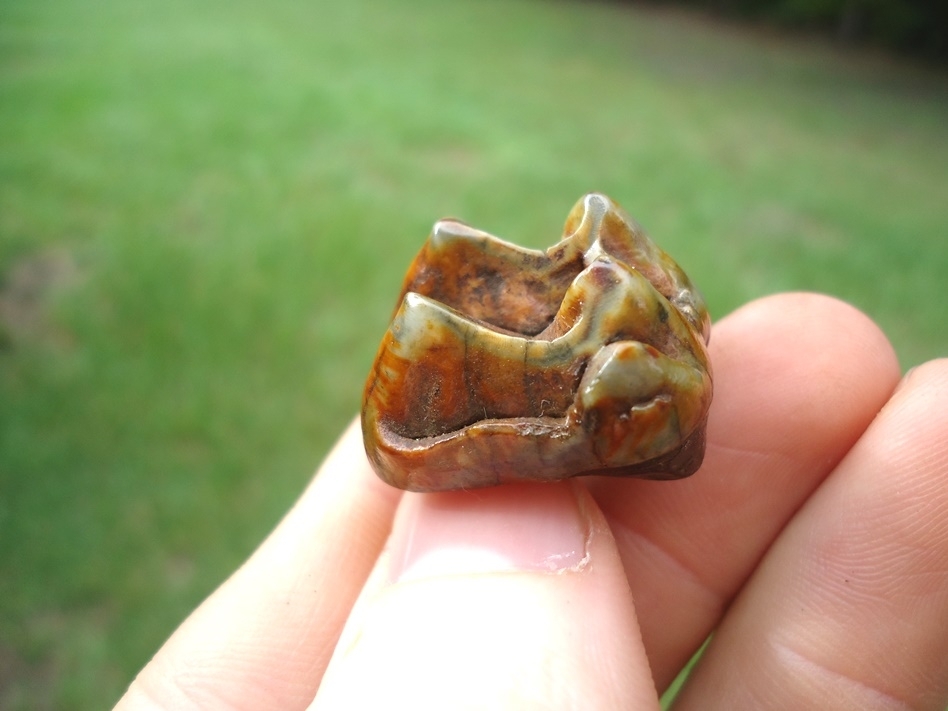 Large image 1 Incredibly Colorful Tapir Upper Molar