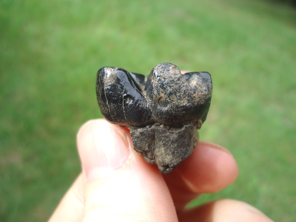 Large image 3 Very Rare Dugong Tooth