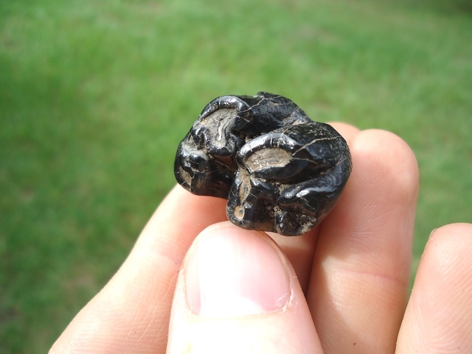 Large image 4 Very Rare Dugong Tooth